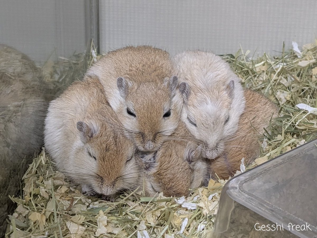 ミモザ -げっしフリーク- tweet media