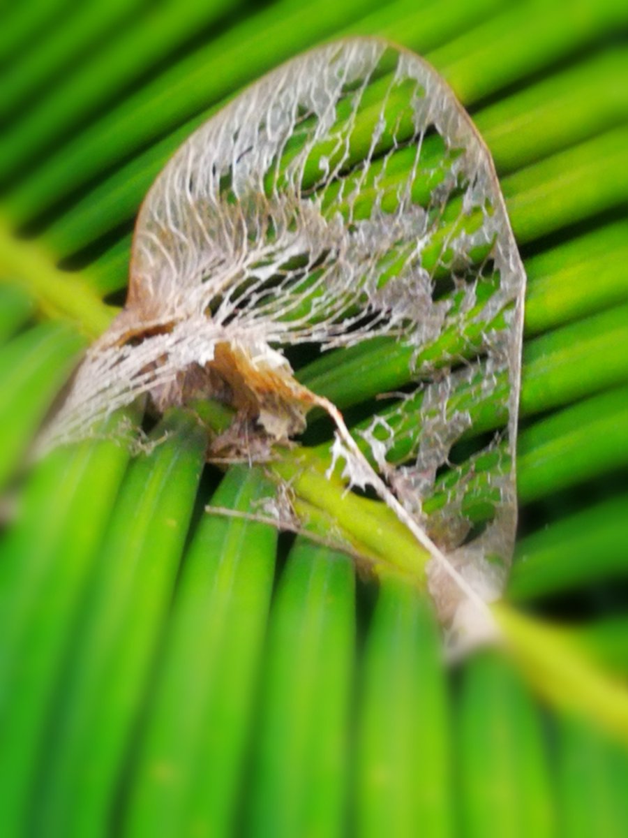 Jimmy Florez tweet media