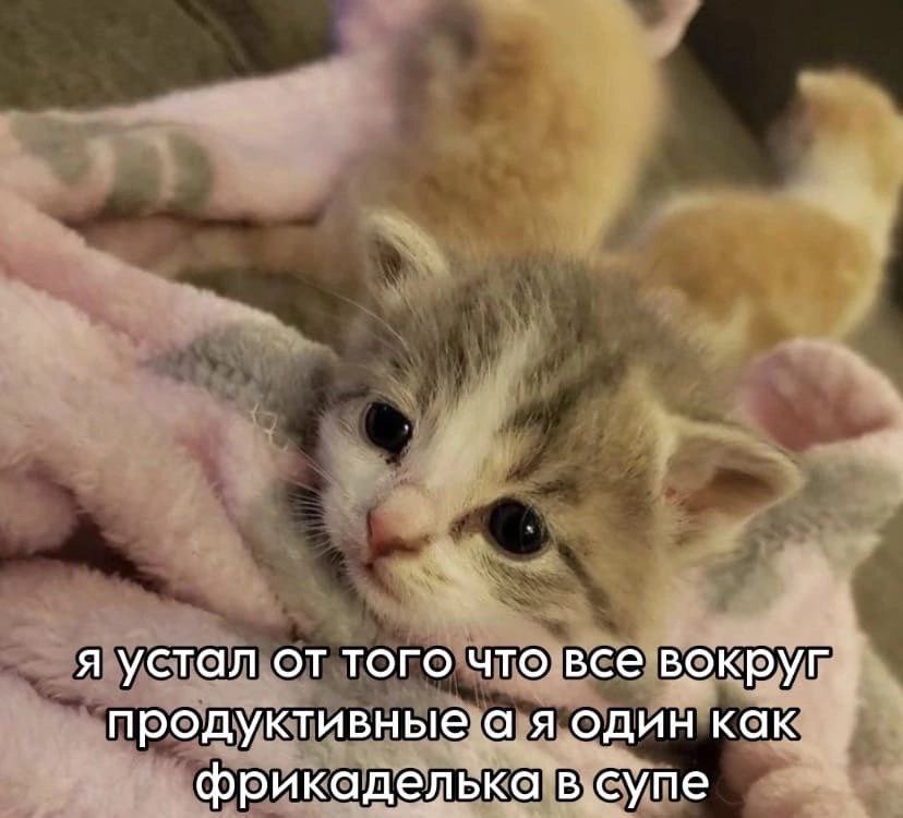 товарищ Машенька, вещая жёнка tweet media