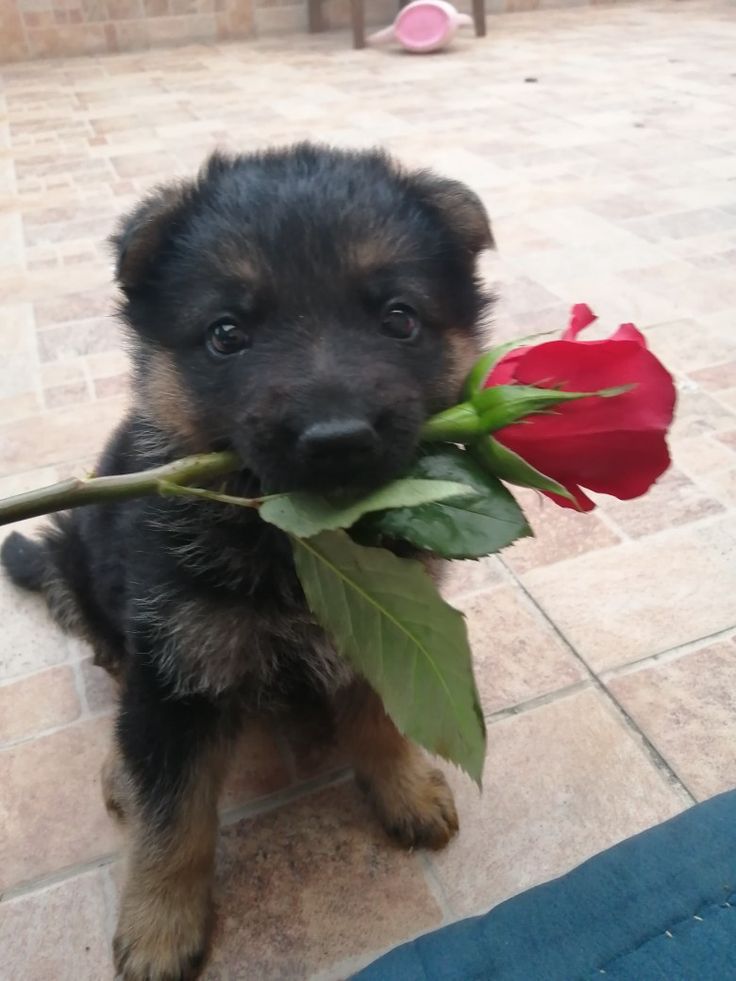 a real boy tweet media