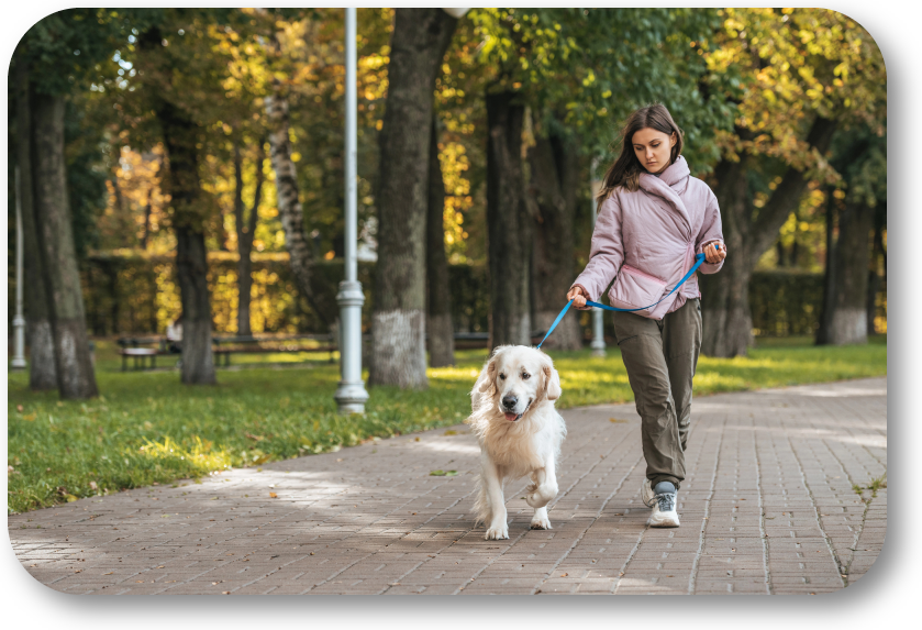 NoGaDogTraining's tweet image. How Can I Be a Responsible Dog Owner on Walks? It is your responsibility to make your dog’s walk fun, safe, &amp;amp; secure. #dogtraining #dogtrainer #dogtrainingnearme #homedogtraining #obediencetraining northgeorgiadogtraining.com/responsible-do…