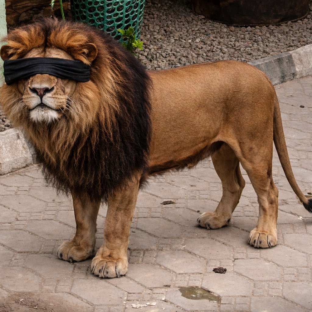 Guess the Animal?