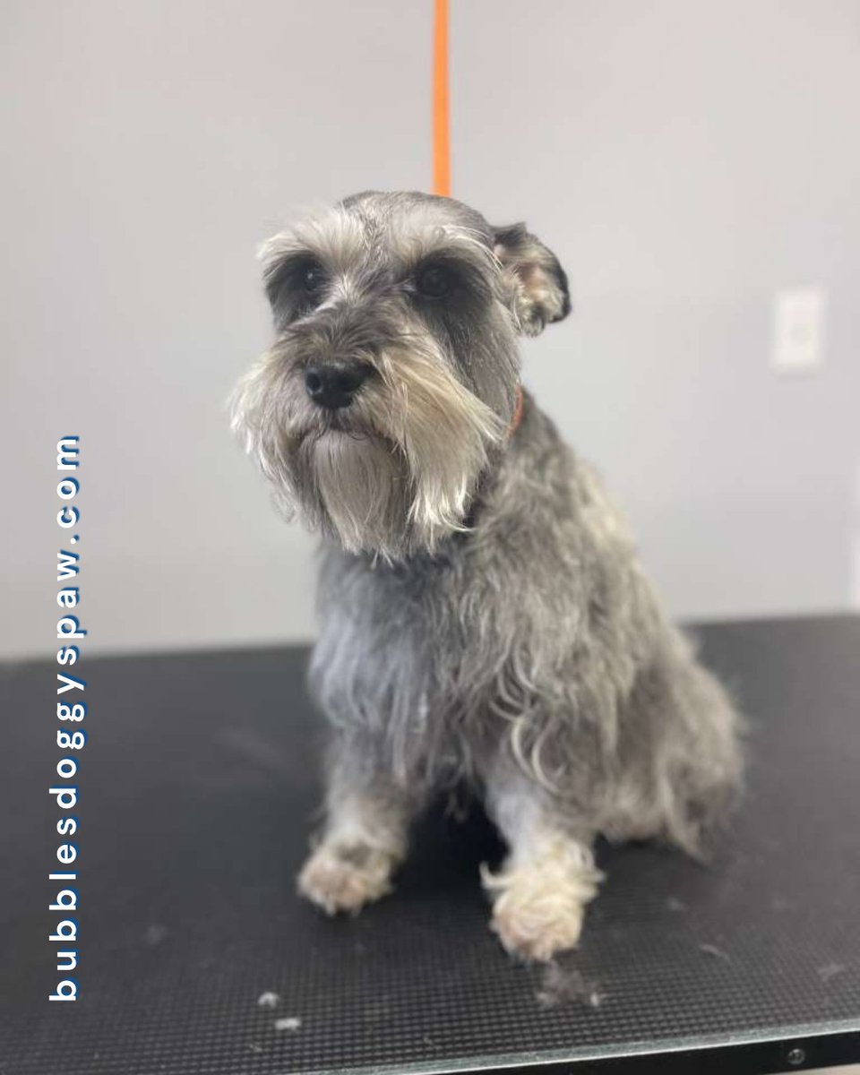 BubblesDoggySpa's tweet image. That post-grooming calm hits different 🐾
Relaxed body, peaceful rest, and a dog that simply feels good.

#BubblesDoggySpa #CalmDogs #DogWellness #AfterGrooming #GentleCare 🐶