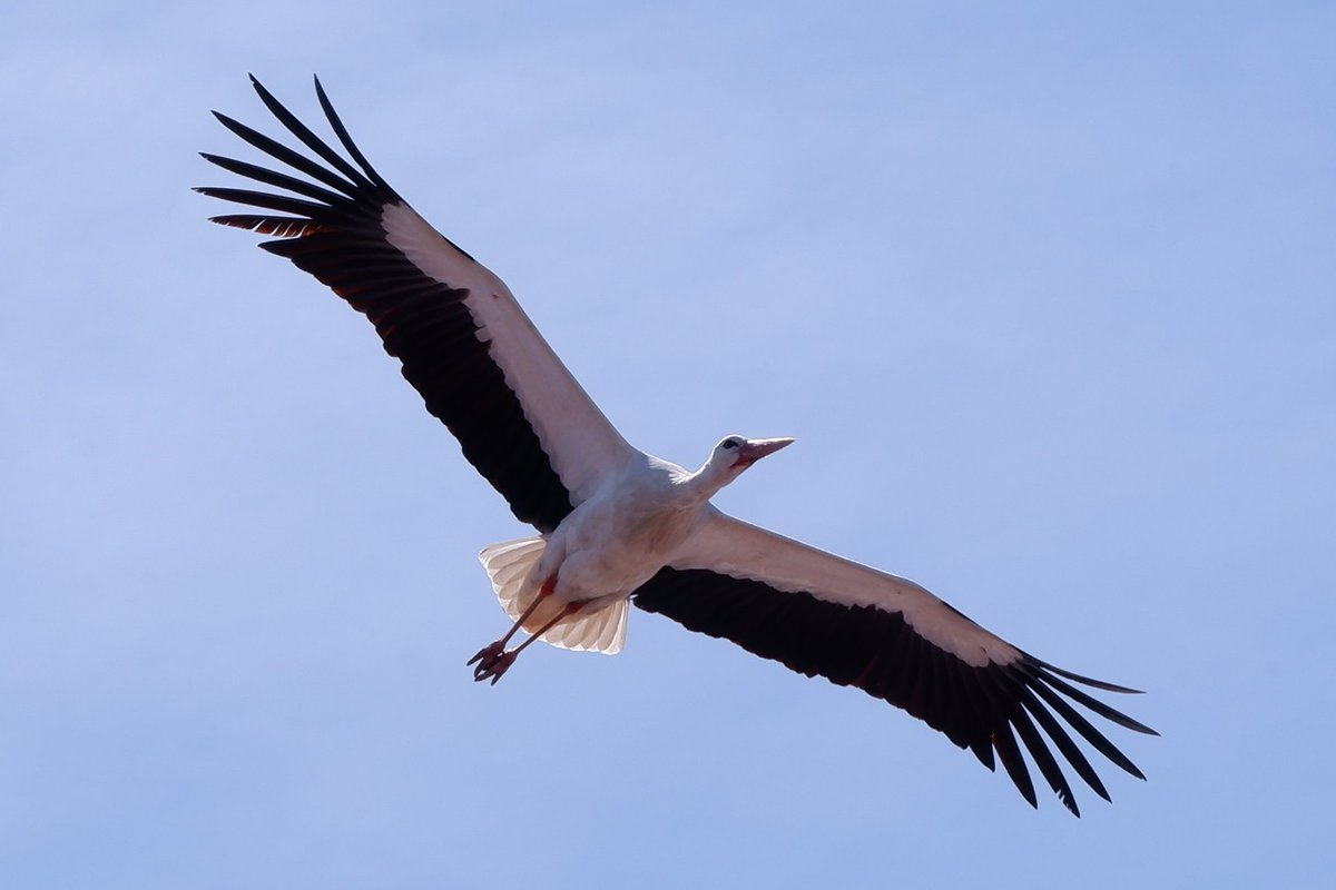 Nihat Kılıçoğulları tweet media