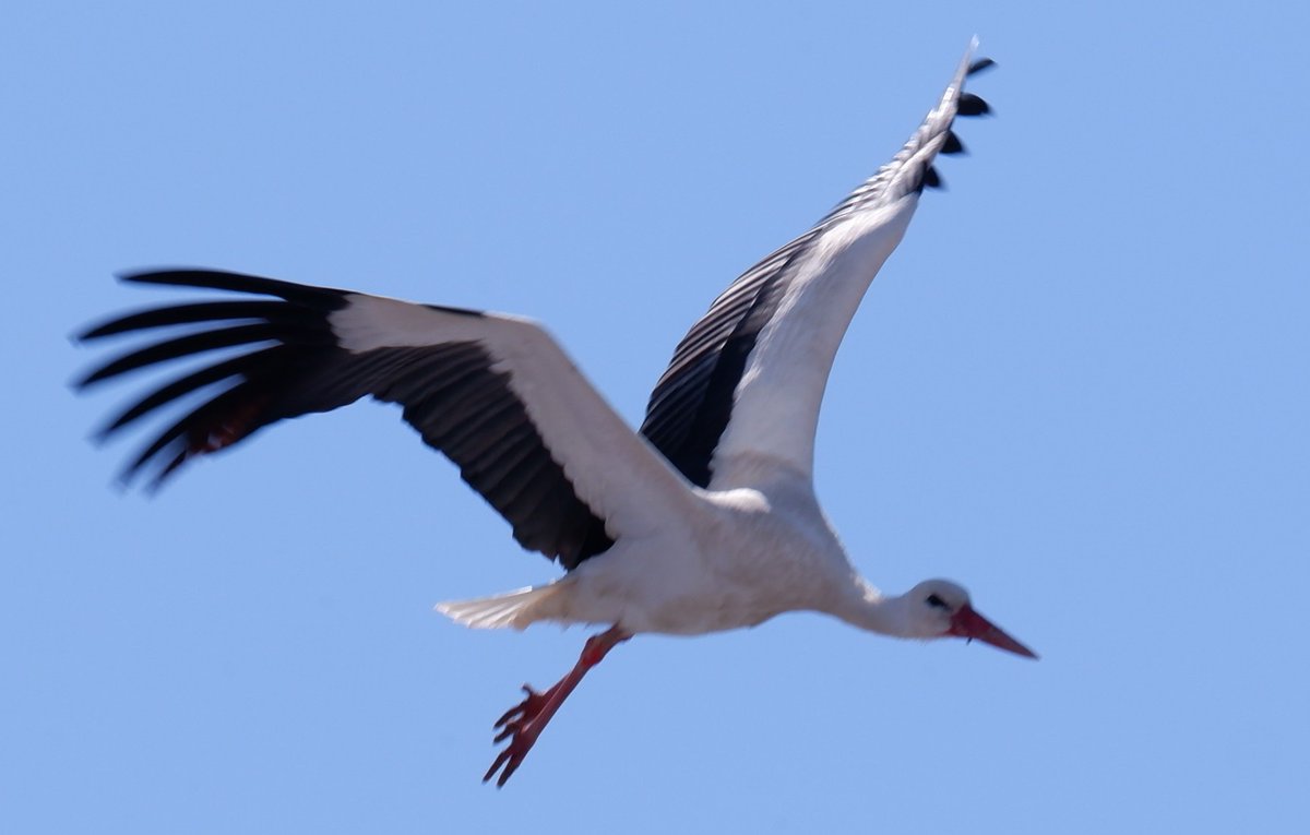 Nihat Kılıçoğulları tweet media