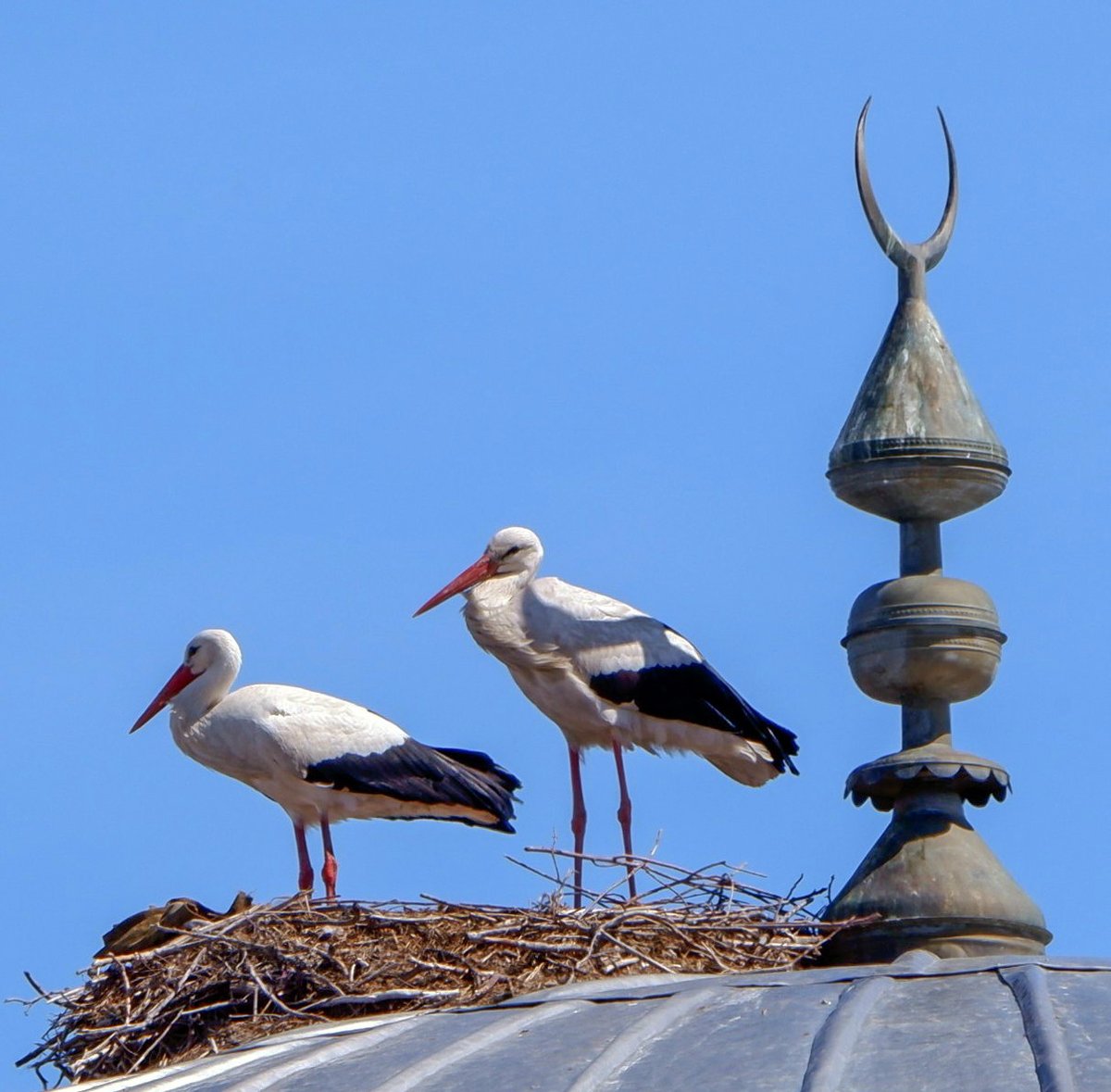 Nihat Kılıçoğulları tweet media