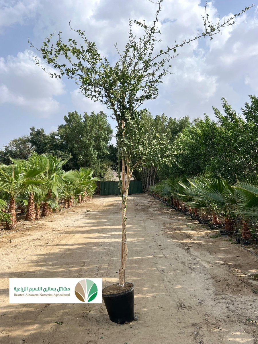 شتلات بريّة tweet media