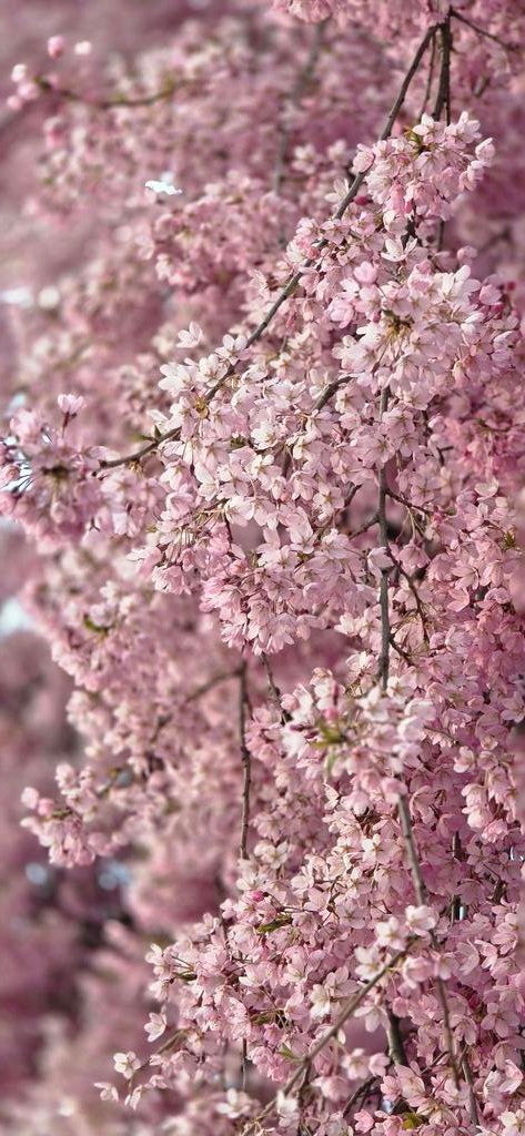 Эмигрант Анатолий. Без устриц и фуа-гра tweet media