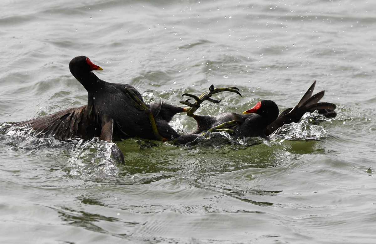 Jean Gautier 🐝🦋🐞 #Insoumis, Écolo et partageux tweet media