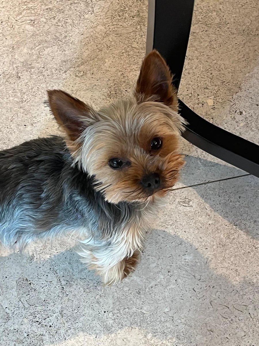 millypod1's tweet image. 🆘26 MAR 2026 #Lost Ozzy #ScanMe
YOUNG Yorkshire Terrier Male
Hanger Hill Park, Fox Lane Woods, Montpelier Park, Pittshanger, Walpole Park #Ealing #GreaterLondon #W5
doglost.co.uk/dog/202633