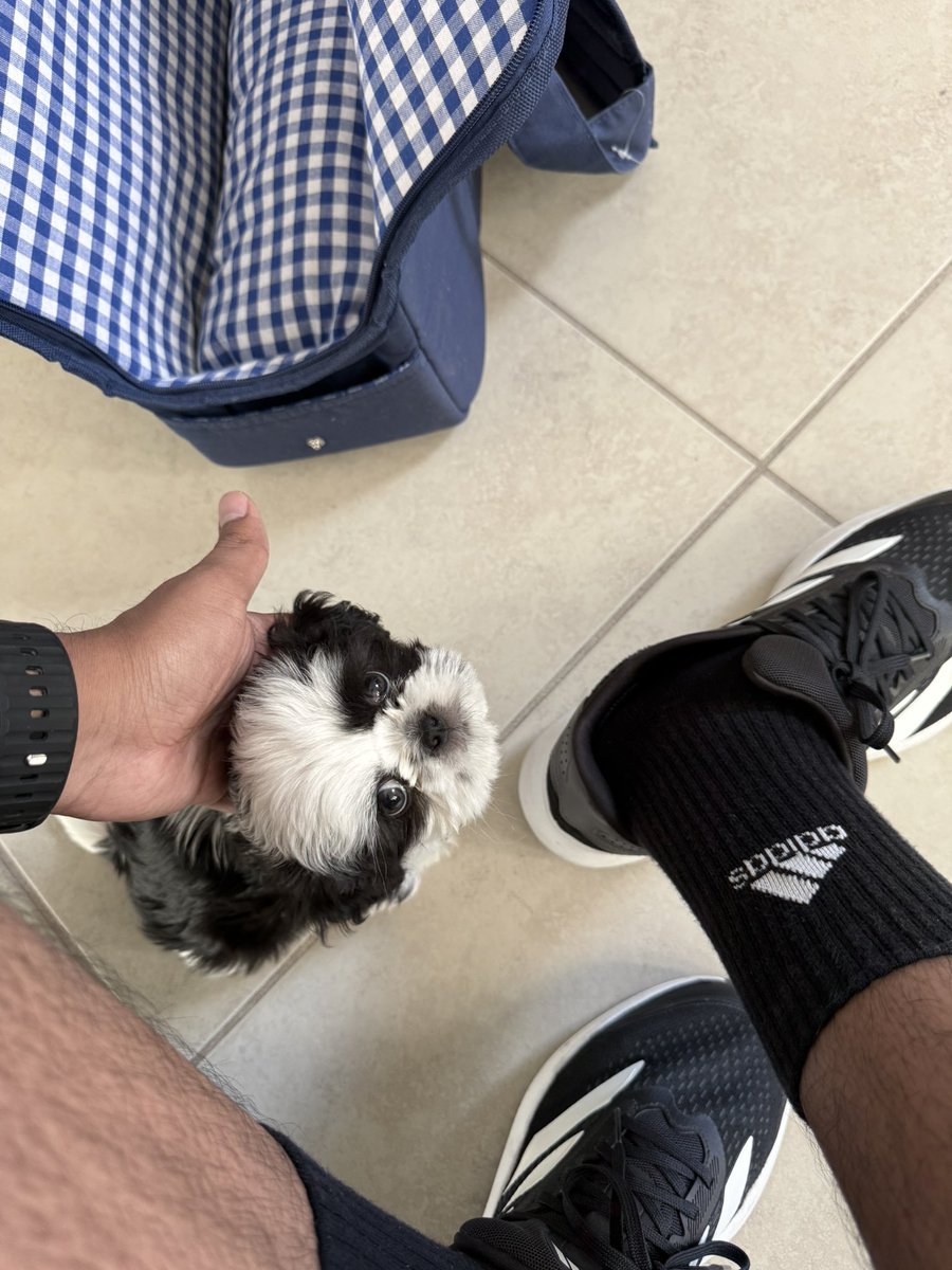 GerardoCuestas's tweet photo. Polo les manda saludos. Excelente Sábado 🐶 https://t.co/amRg8dnADG