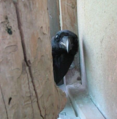 The Crow Lady 💀 tweet media