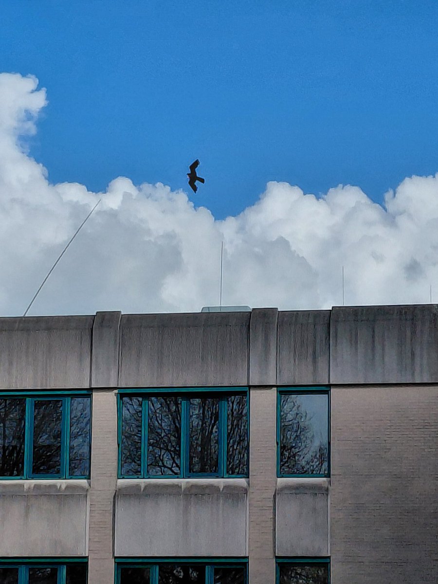 🌹Elisabeth🌹🇳🇱🚜❣️🇮🇹🚜 tweet media