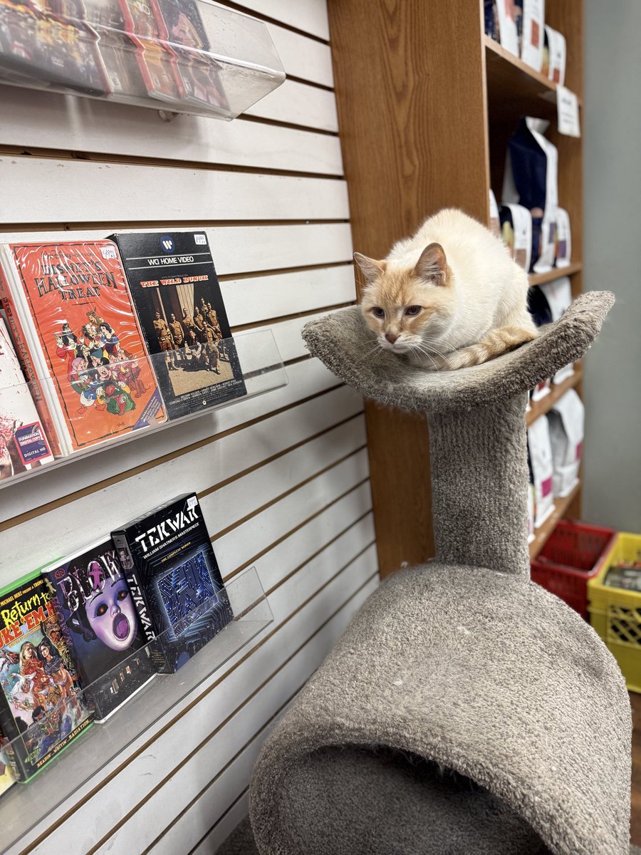 AngeeGabs's tweet image. Went to one of my fave places in #YEG today to pick up some used books that had come in! The library waitlist for “The Martian” was huge so I just requested a used copy from Wee Book Inn. And I got to give the kitty scritches 😊