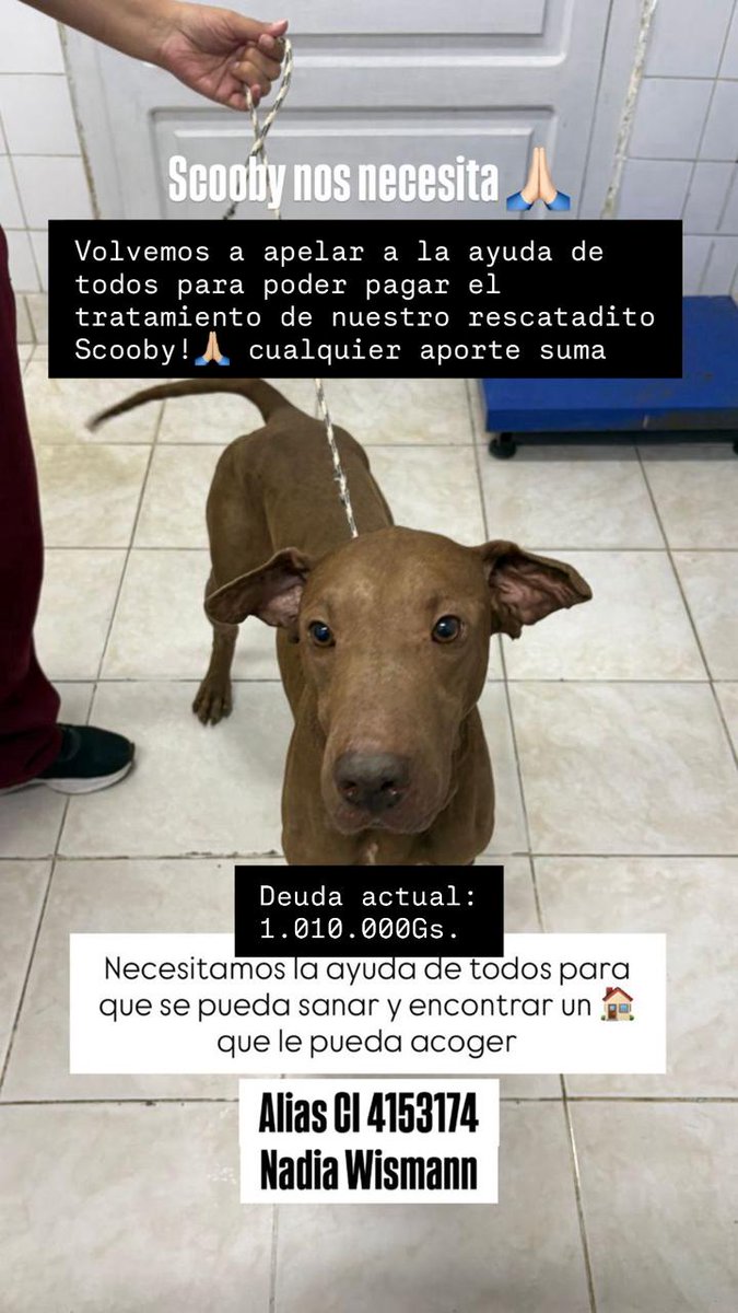 Lucía Sapena tweet media