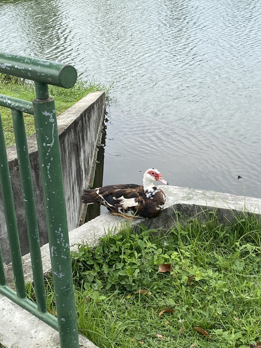 Jovem kaine tweet media