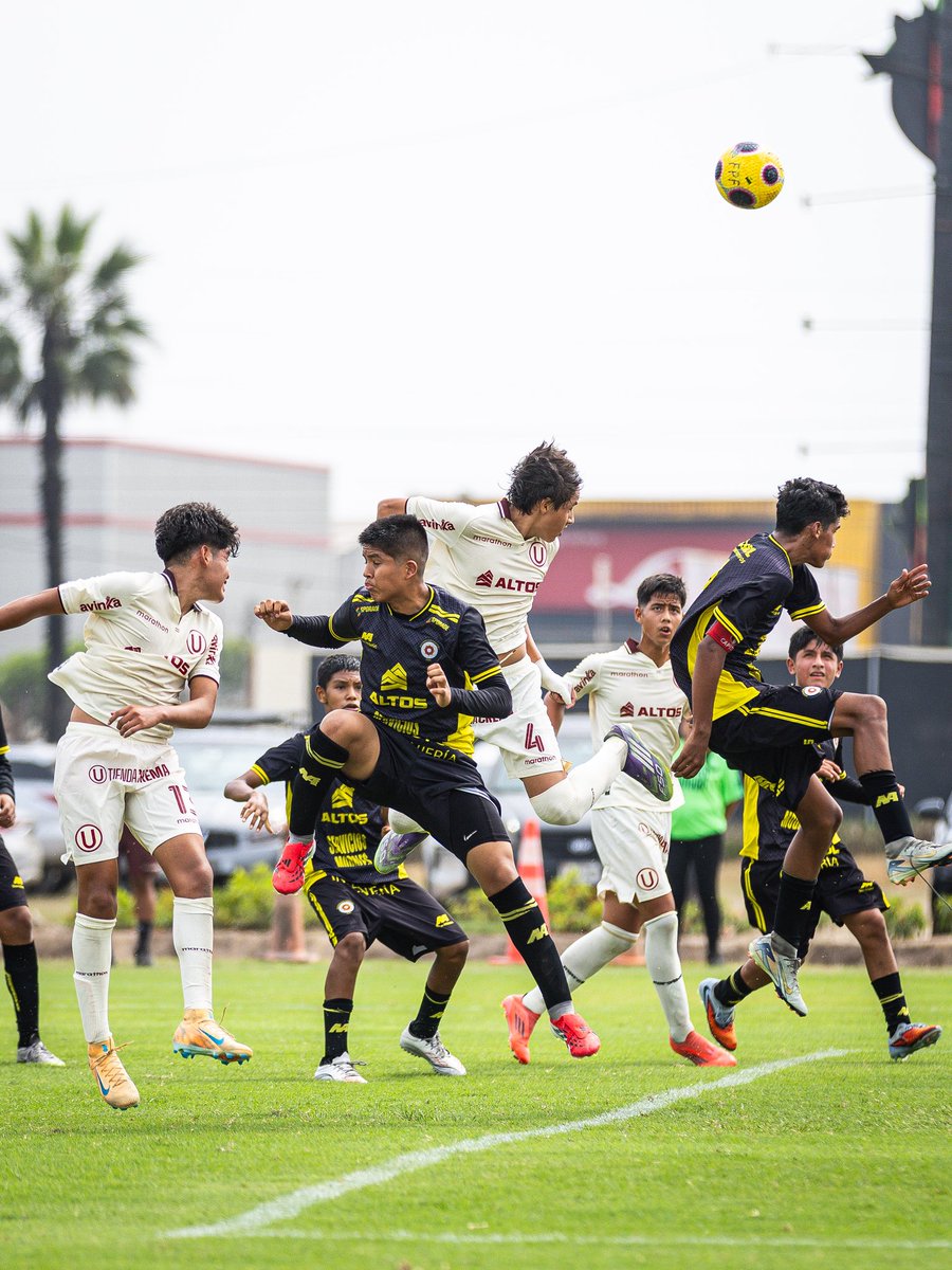 Divisiones Menores - Universitario tweet media