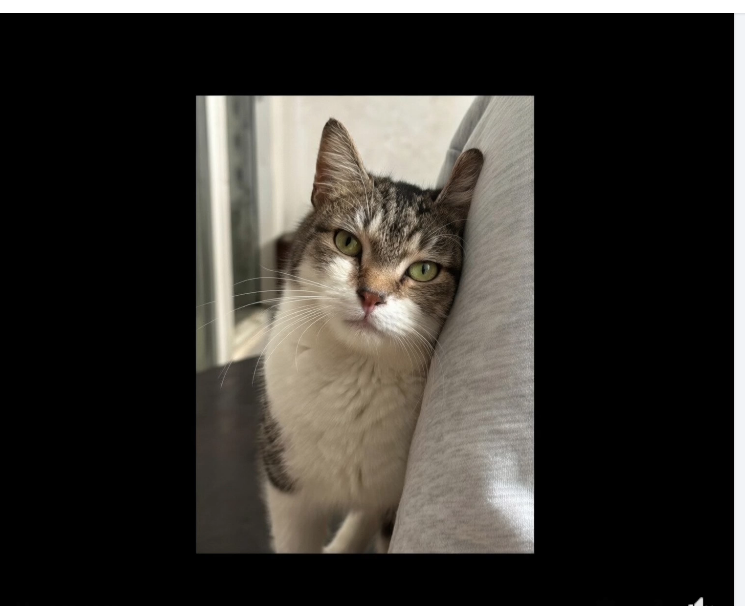 Qua la Zampa tweet media