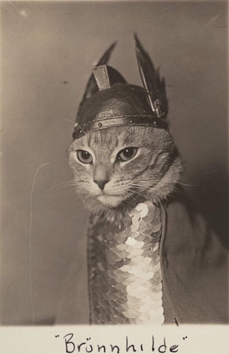 Unapologetically White tweet media