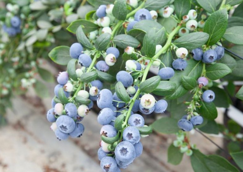 Winnie Wulandari tweet media