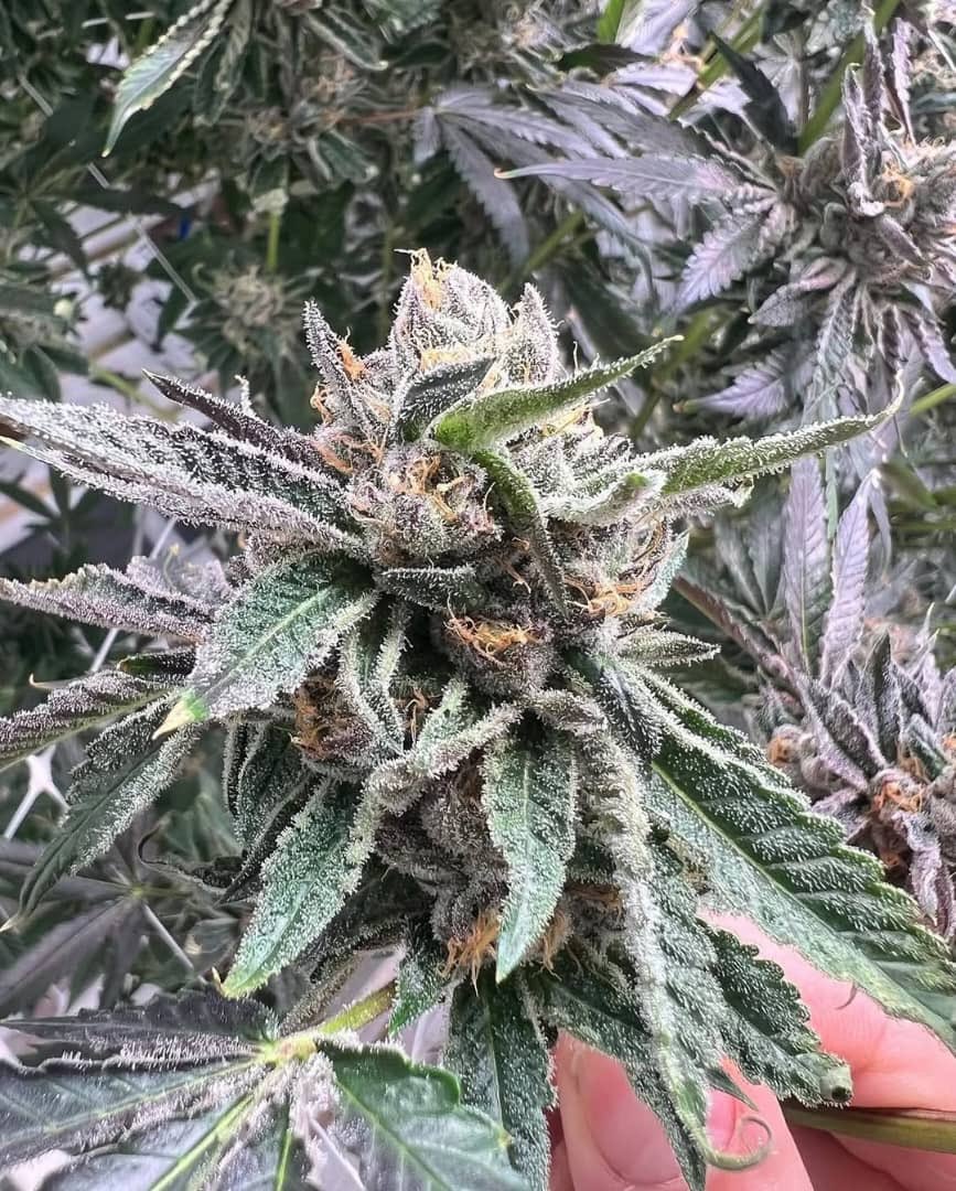 ExoticZaUS's tweet photo. No edits… just light + genetics ❄️
Y’all smoking this or passing? 👀👇
#TopShelf #GasOnly #Pressure #Exotics #Frosty #420 #WeedCommunity #LoudPack #HighGrade #BudLife https://t.co/xBMBPHyIqn