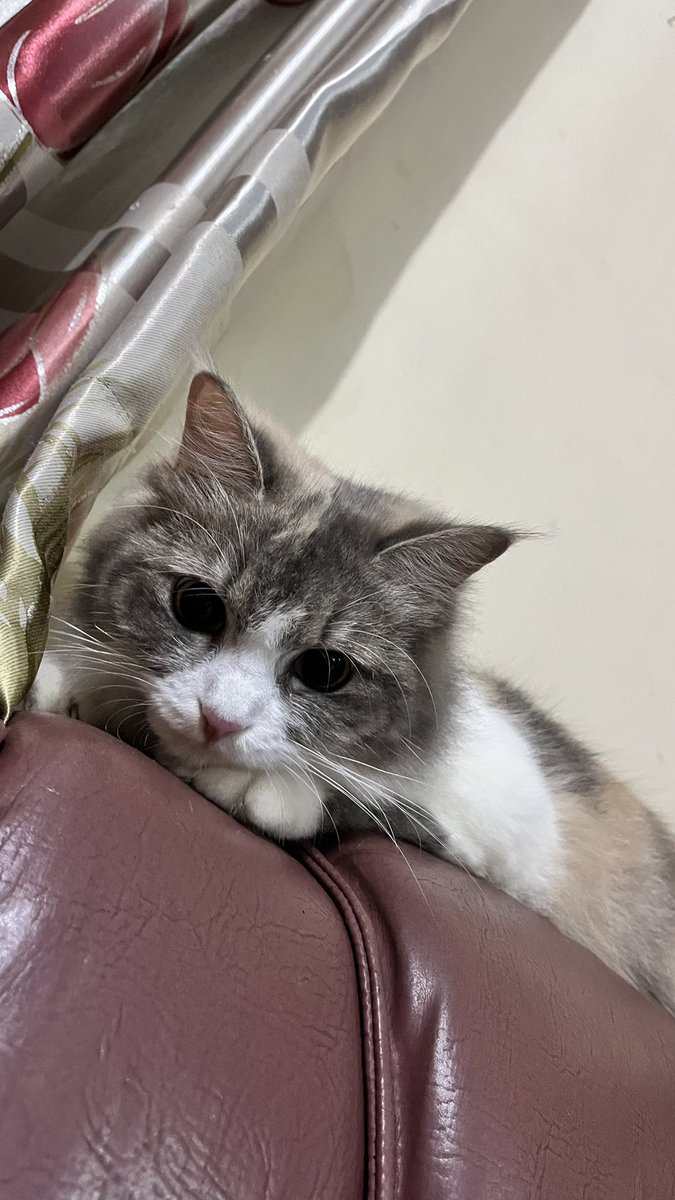 yourgirlfriend tweet media