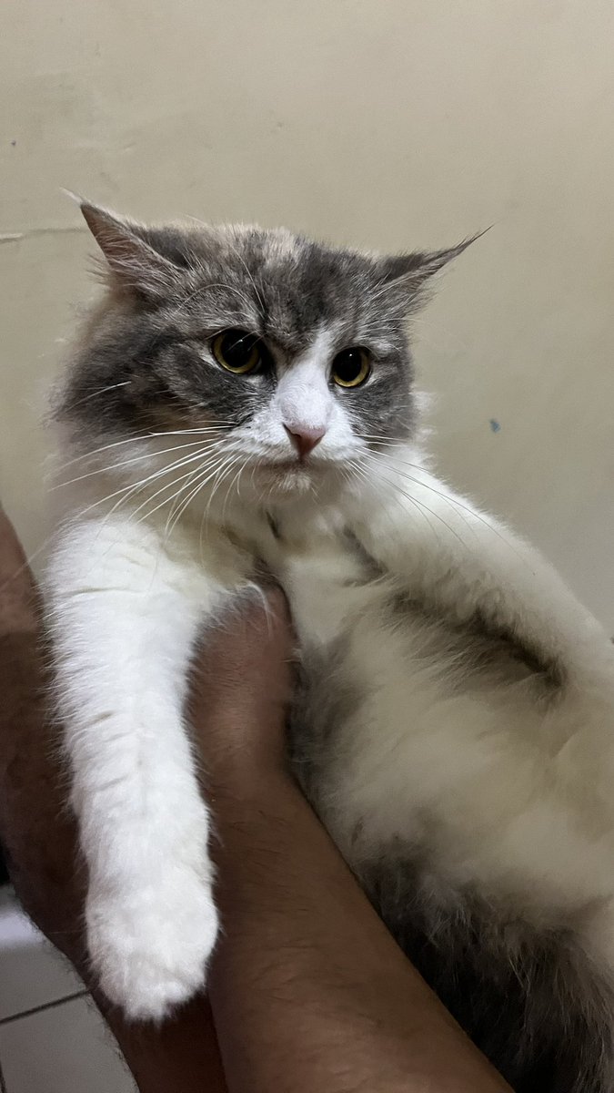 yourgirlfriend tweet media