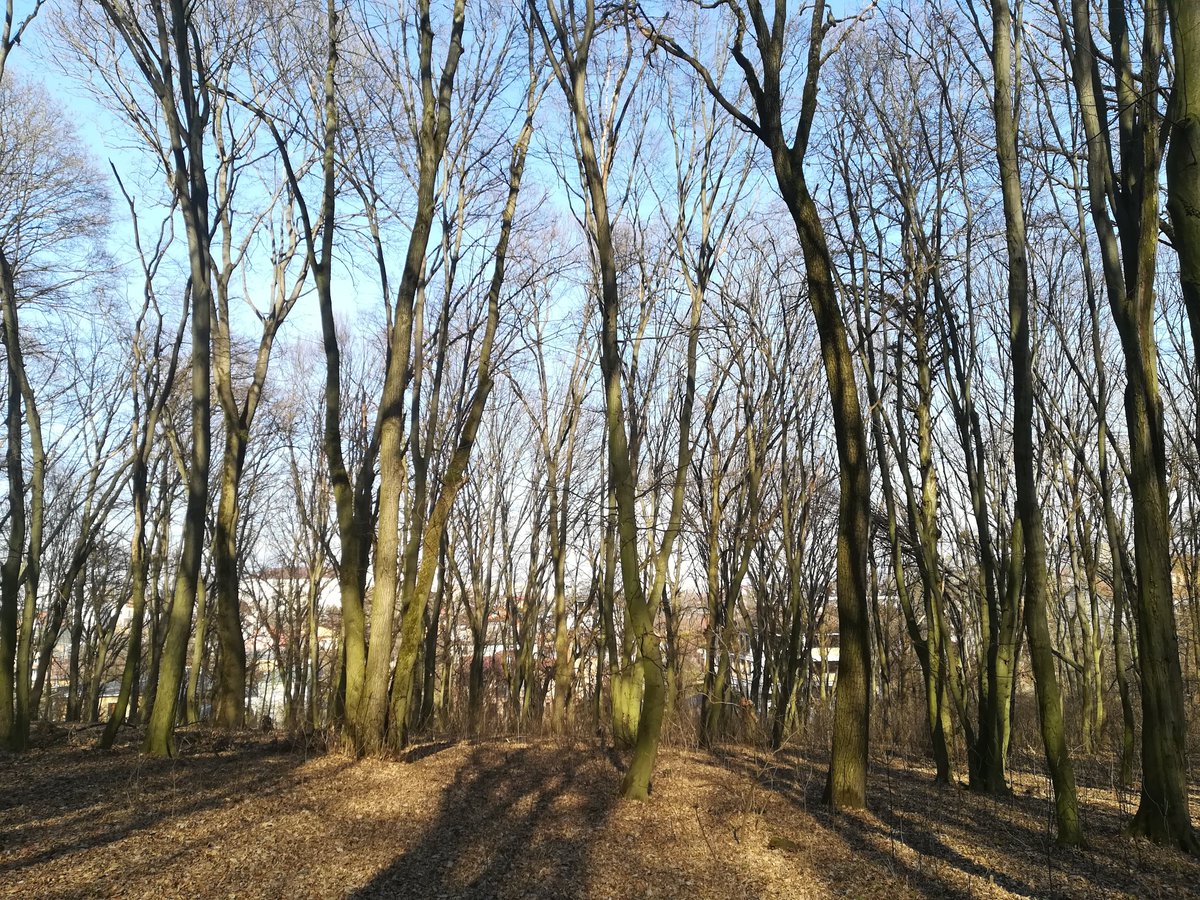 RawTiger tweet media