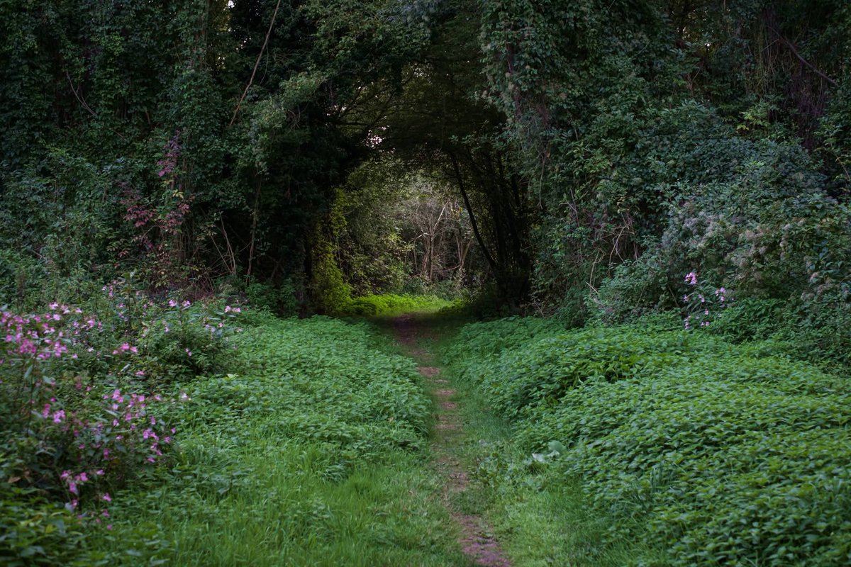 طيوبه🐼 tweet media