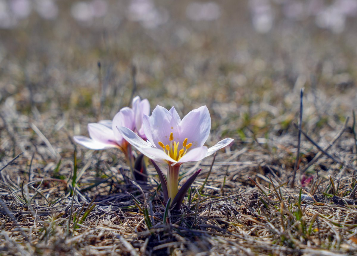 Nihat Kılıçoğulları tweet media