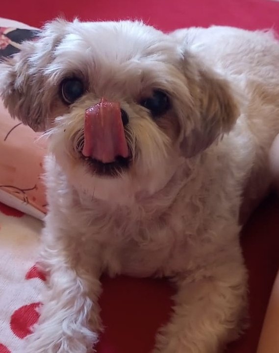 valéria dos croches bobocas 🧶 tweet media