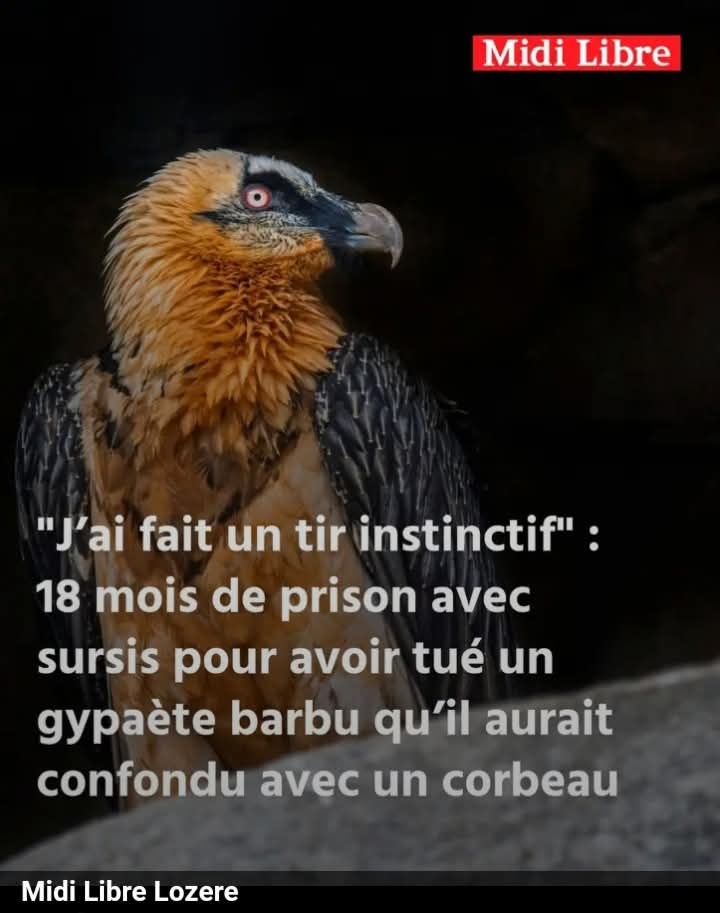 Adea Claude tweet media