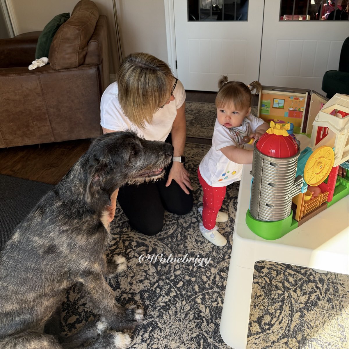 wolvebrigg's tweet image. When Charlie-Rose met Daisy!🌼💛
#irishwolfhound #puppylove #puppylife #dogsofx