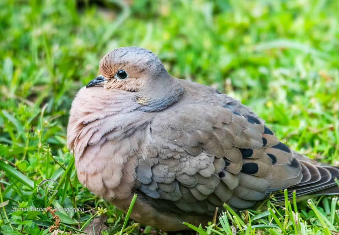 SerenaVachon's tweet image. Mourning dove #birds #dove #birdphotography ##birdsofX #NaturePhotography #nature #wildlife #wildlifephotography