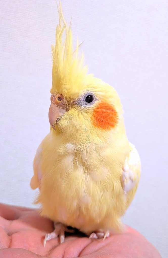 だいぽん ( 文鳥とセキセイインコとオカメインコの飼い主さん ) うちの白文鳥 tweet media