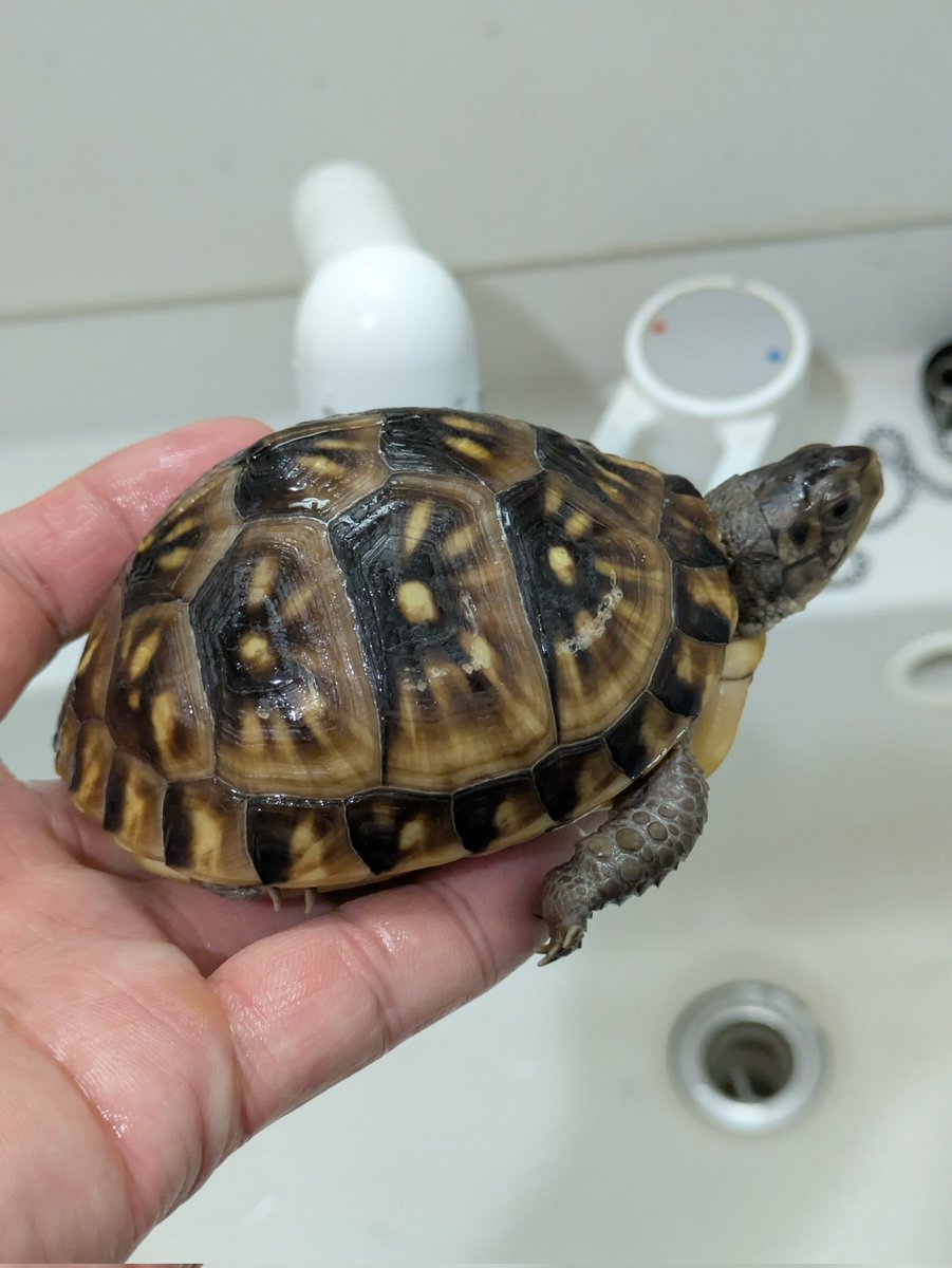 🐢ギンコヤ🐢 tweet media