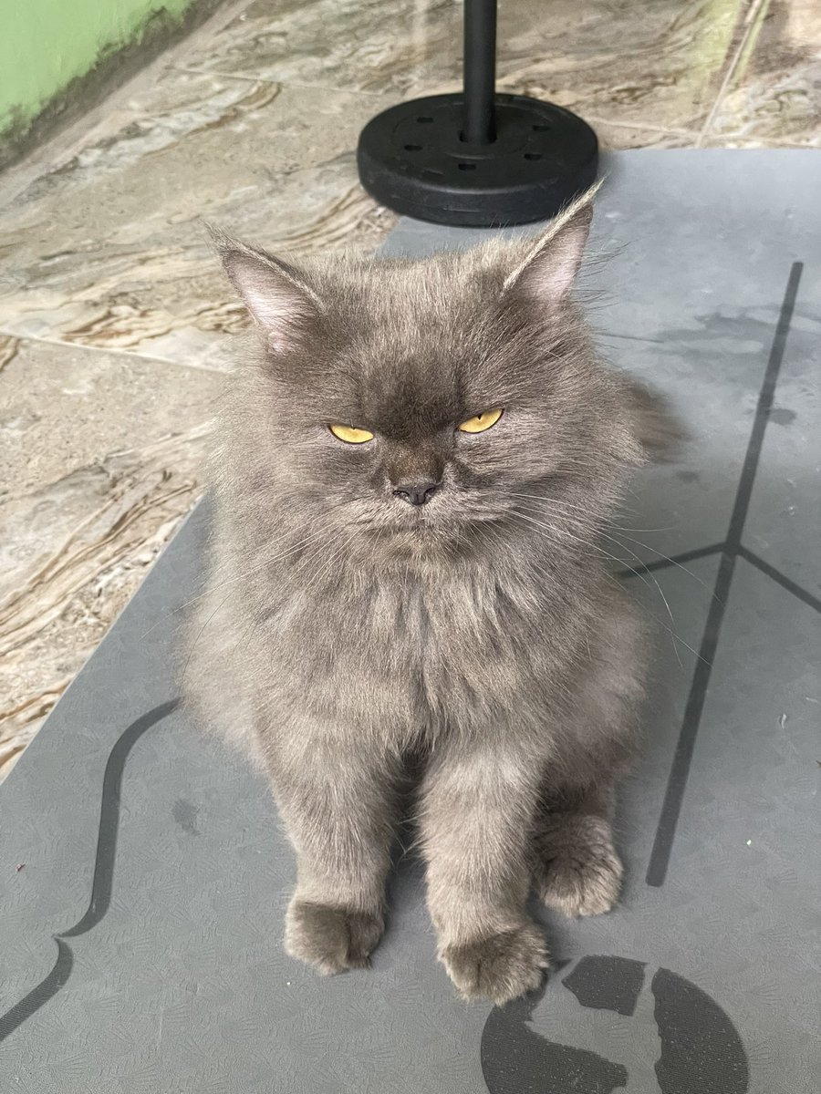 capamoon ✧ tweet media