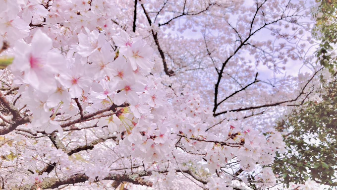 とっても桜が綺麗で美味しいものも食べてきました