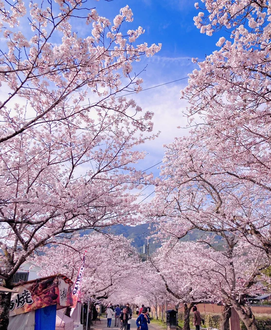 とっても桜が綺麗で美味しいものも食べてきました