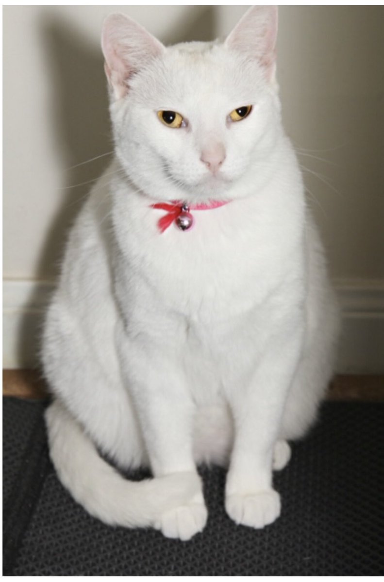 grilled cheese & tomato soup tweet media