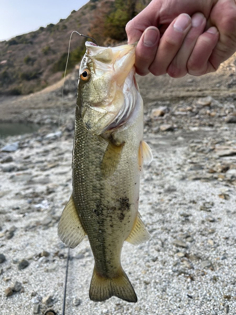 yumanSB's tweet photo. 今年初釣行🎣
夕方ギリギリに釣れて一安心😂

ちなみに35センチ

@AKIYOSHI_SB 
アドバイスあざした！！
ゆっくり休んでください！ https://t.co/HVT9zeGKZ8