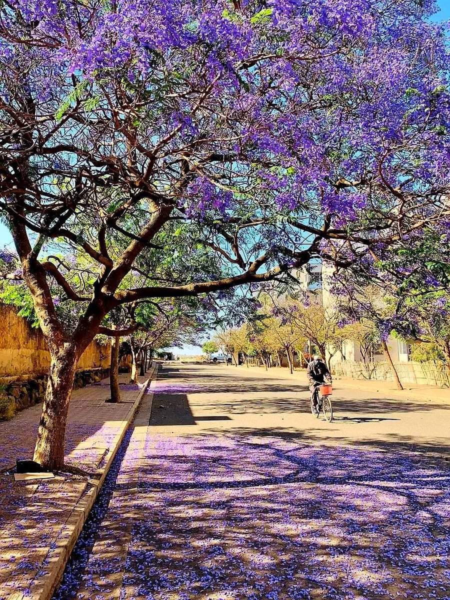 thedrosg1's tweet image. #Greetings from #Eritrea
