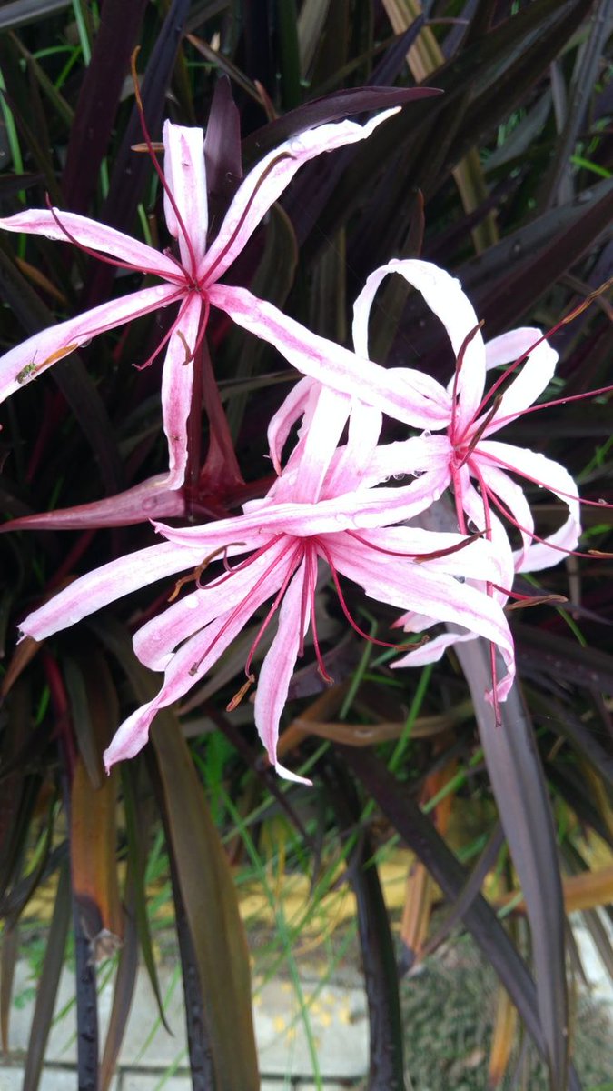 Naturepathway's tweet image. Closing my eyes and tuning into the symphony of the wild. From the wind in the branches to the hum of the grass, the world is singing if you know how to hear it. 🎶🍃
​ #NatureSoundscape #EarthMusic #SoulFood #OutdoorVibes #MindfulMoments