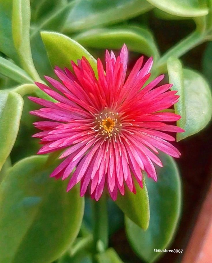 Naturepathway's tweet image. It’s the tiny details that hold the biggest stories. Taking a closer look at the intricate patterns that usually go unnoticed. There’s a whole universe hidden in the petals. 🌸🔍
​ #MacroPhotography #NatureDetails #FlowerPower #BotanicalBeauty #SmallWorlds