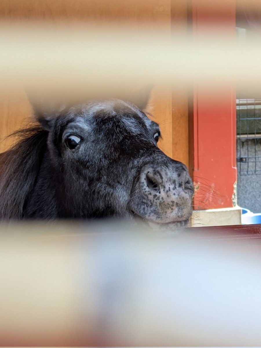 神田明神 tweet media