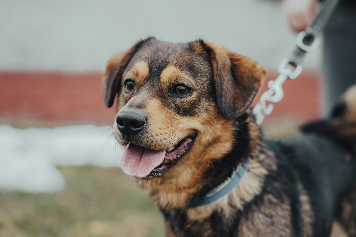 Robwalka Wolf tweet media