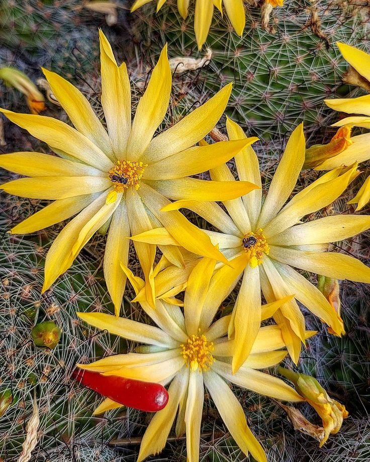 Naturepathway's tweet image. Trading the Wi-Fi signal for a soul connection. The mountains are calling, and honestly, I'm not coming back for a while. ⛰️🥾
​#AdventureAwaits #RoamThePlanet #OutdoorLife #MountainHigh #KeepItWild
