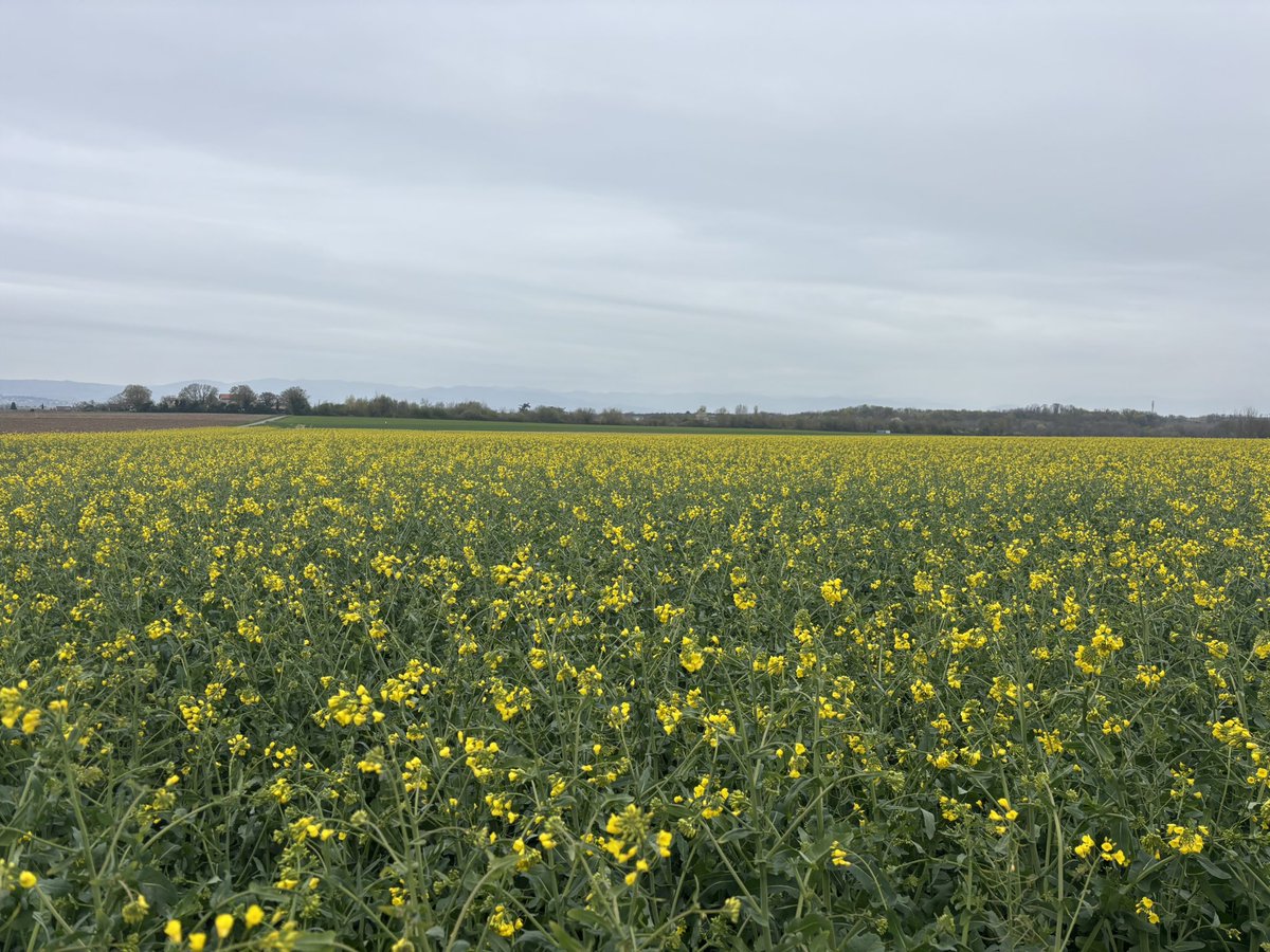 Alexis Clgnt tweet media