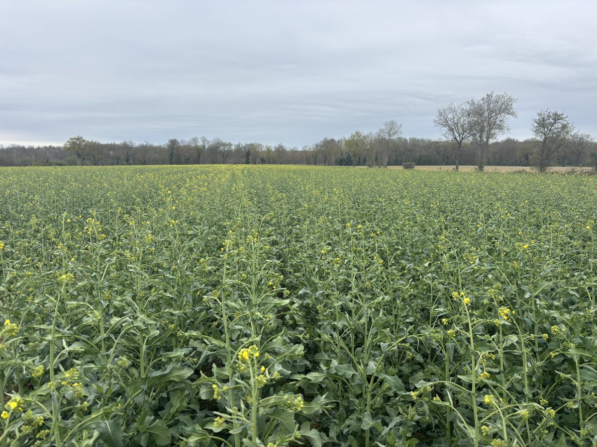 Alexis Clgnt tweet media