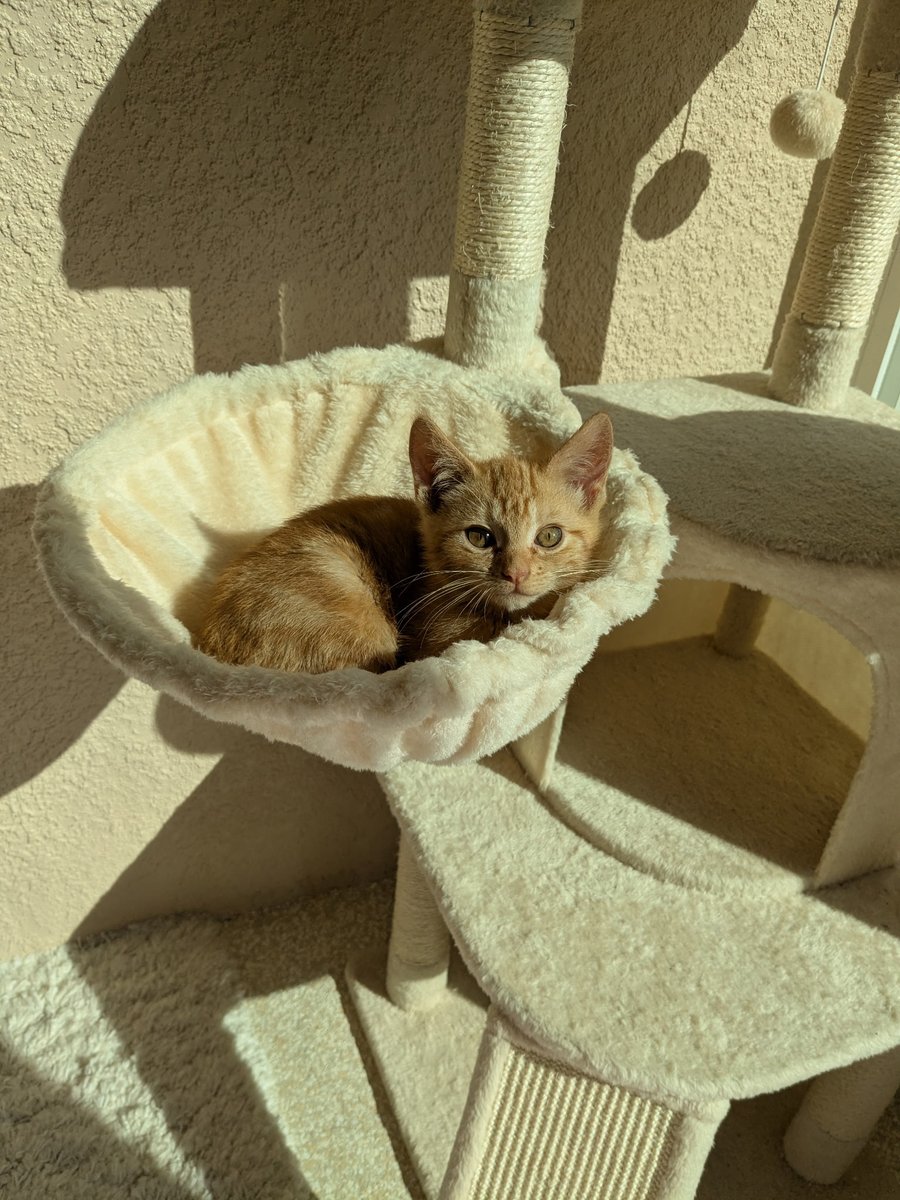 Remy Oliver tweet media